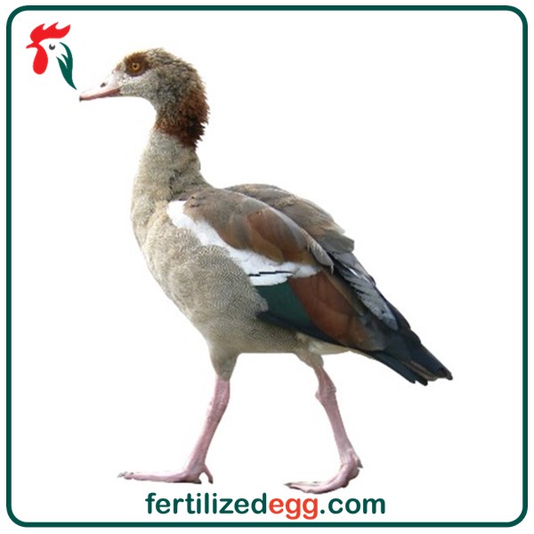 تخم نطفه دار غاز مصری 